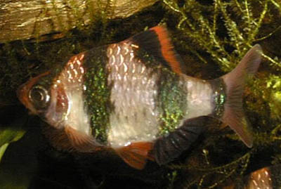 Puntius tetrazona